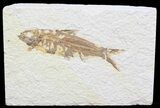 Bargain Knightia Fossil Fish - Wyoming #41060-1